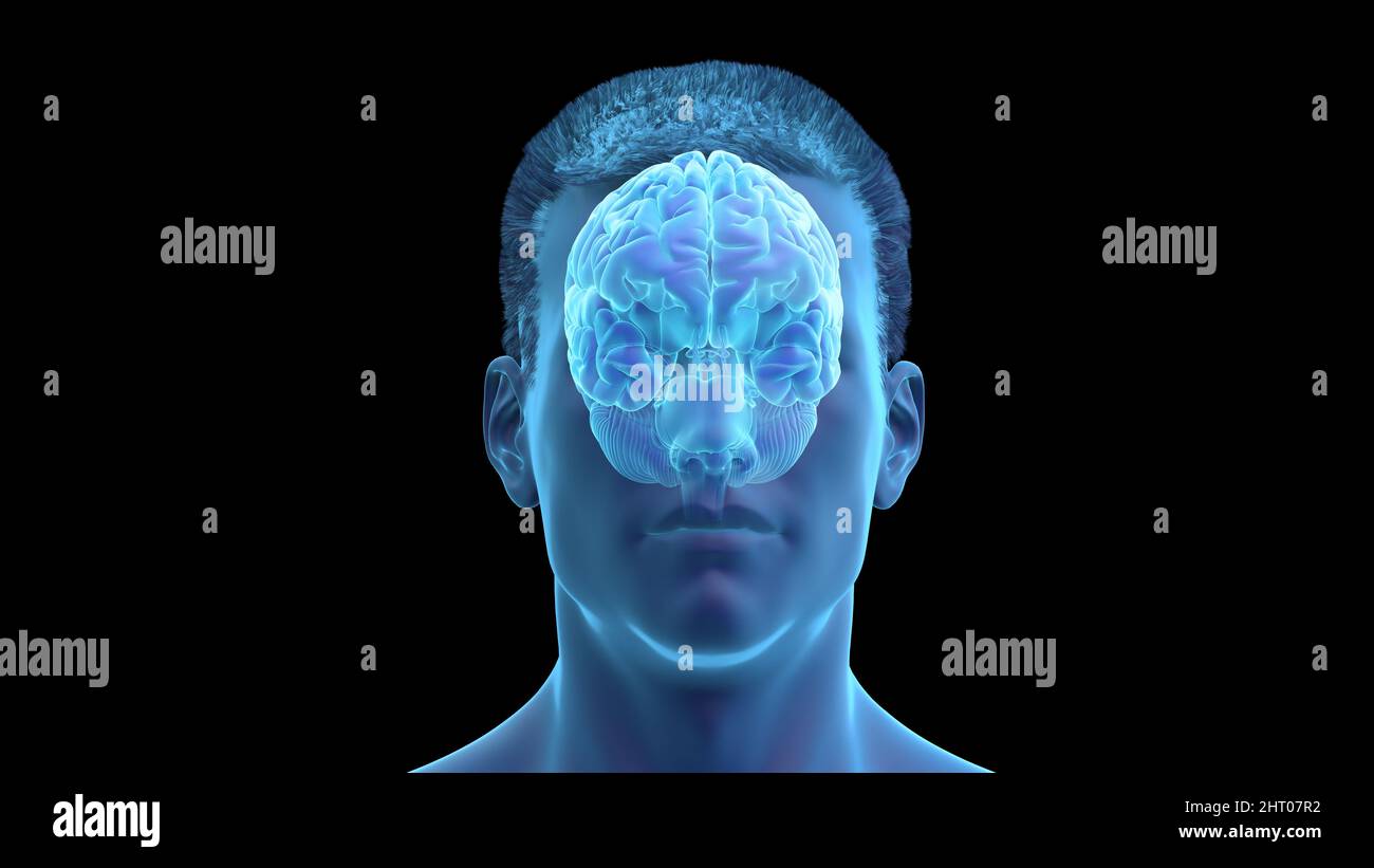 Illustration of a human brain Stock Photo - Alamy
