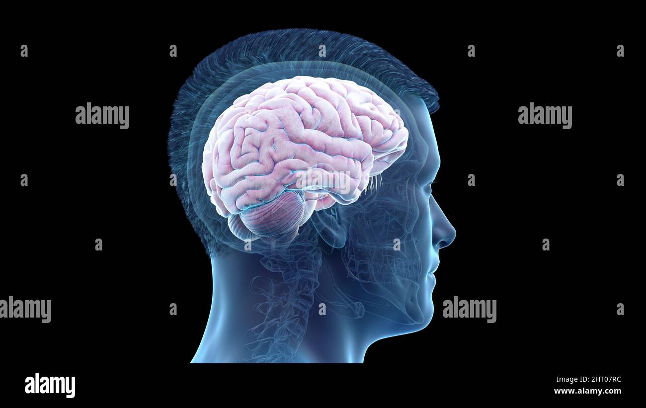 Illustration of a human brain Stock Photo - Alamy