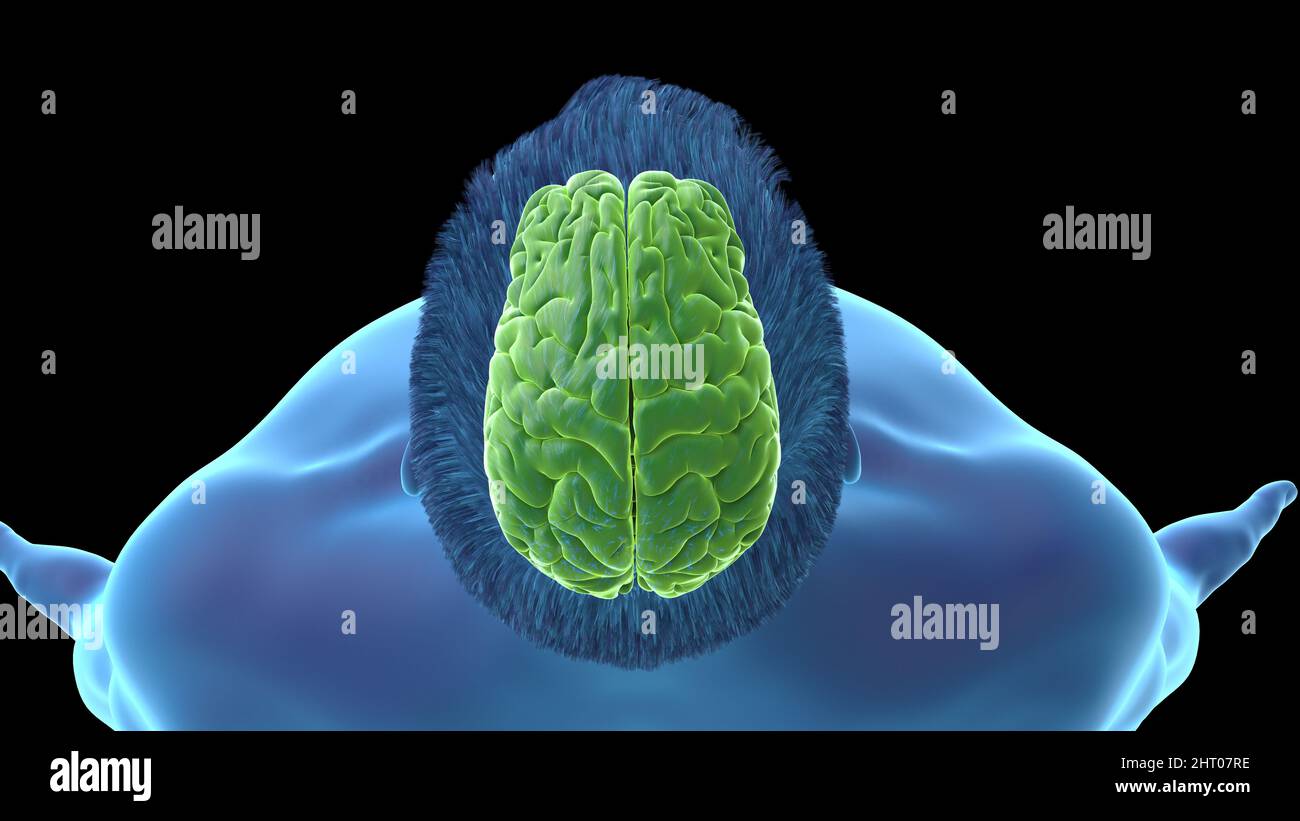 Illustration of a human brain Stock Photo - Alamy