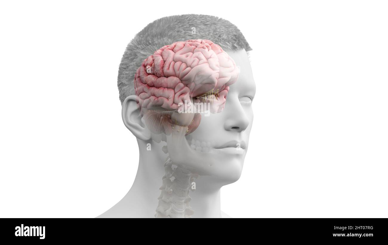 Illustration of a human brain Stock Photo - Alamy