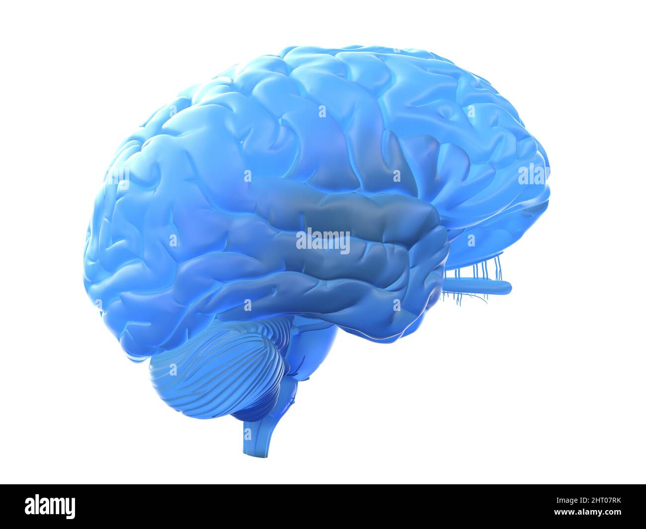 Illustration of a blue brain Stock Photo - Alamy