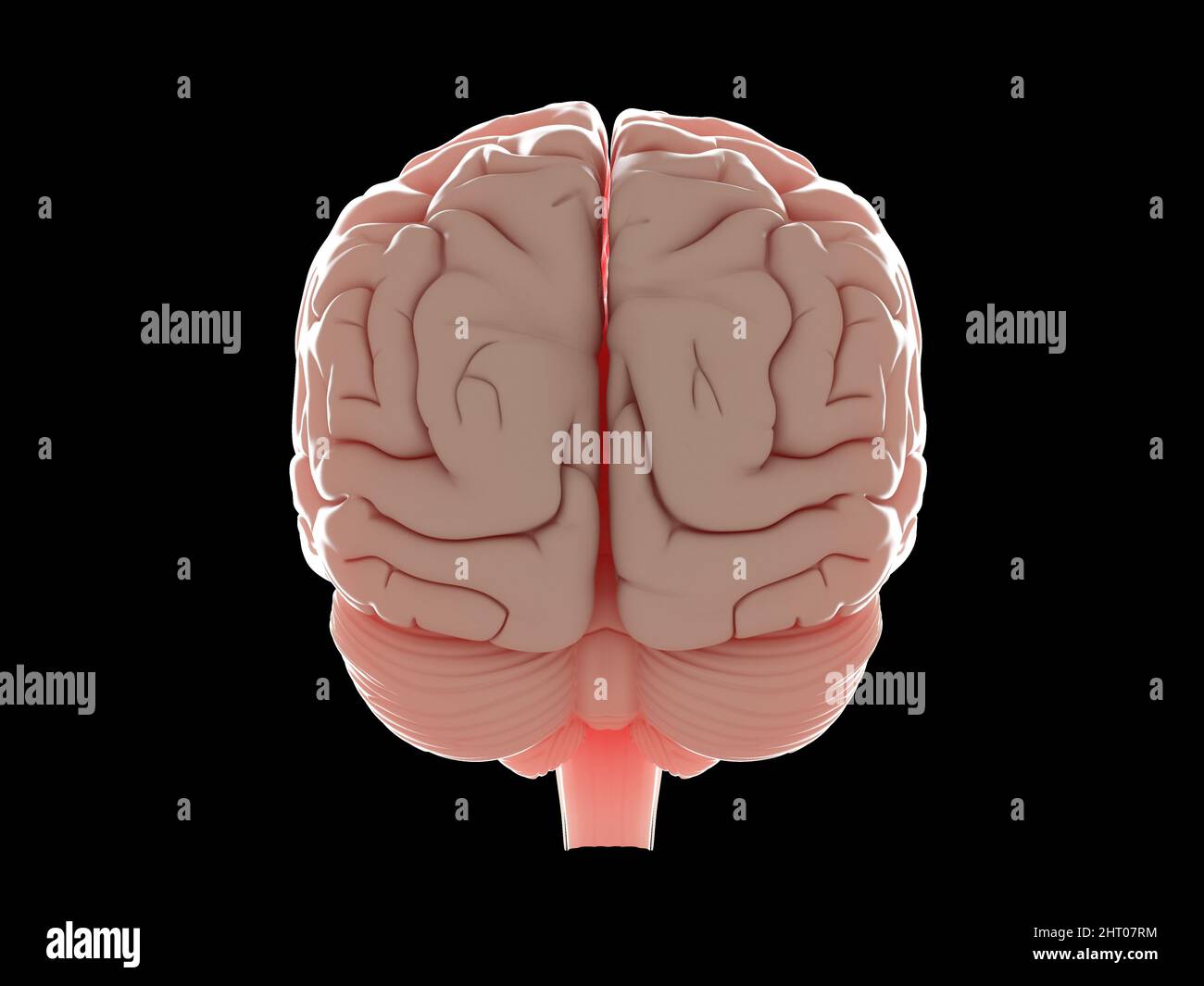 Illustration of a human brain Stock Photo - Alamy