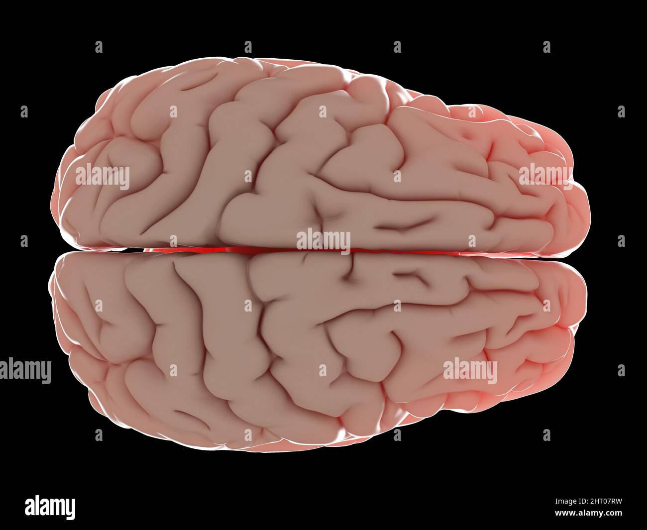 Illustration of a human brain Stock Photo - Alamy