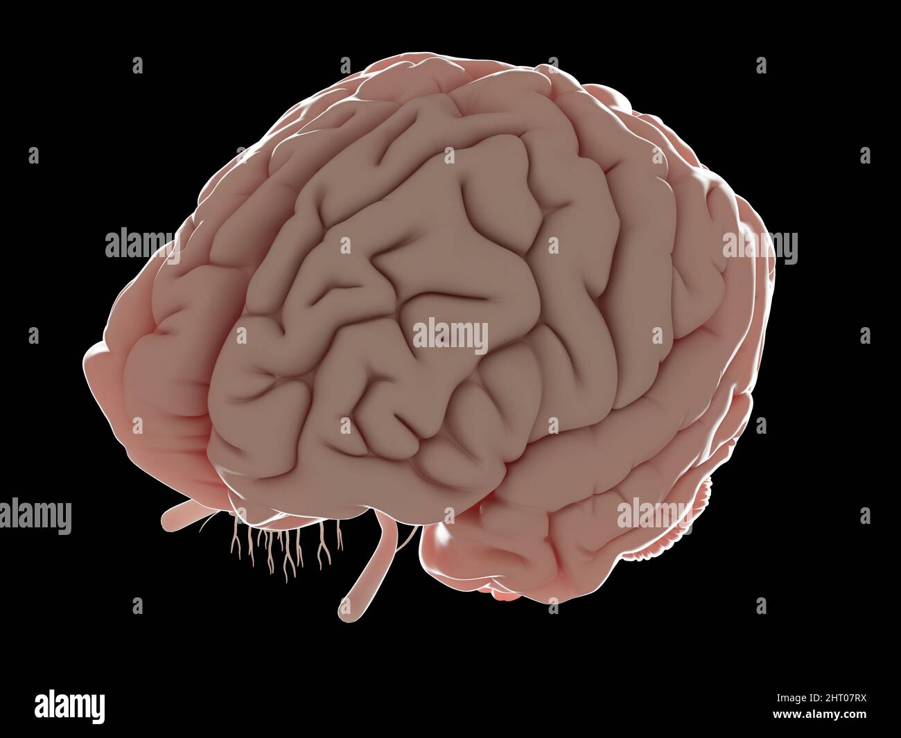 Illustration of a human brain Stock Photo - Alamy