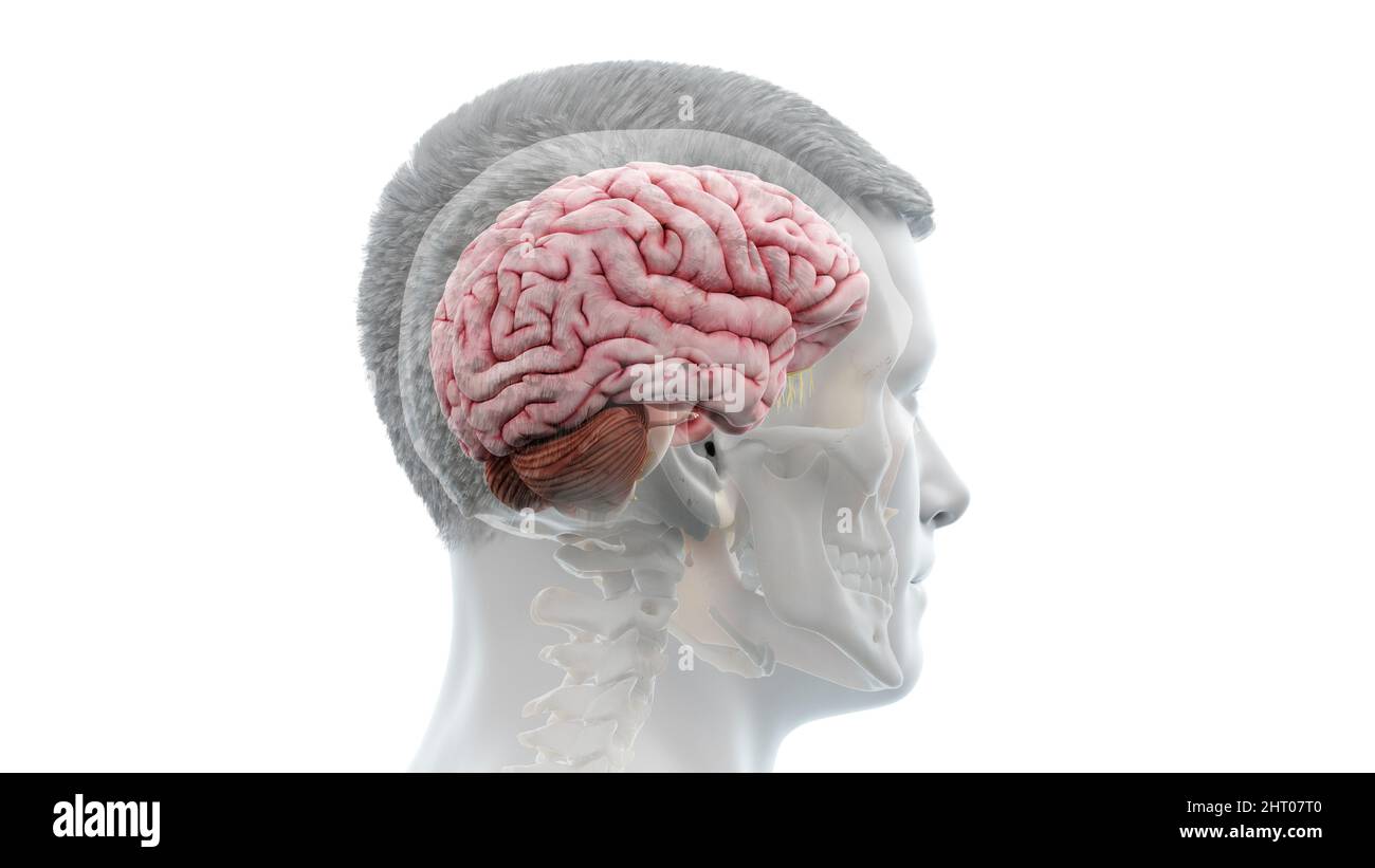 Illustration of a human brain Stock Photo - Alamy