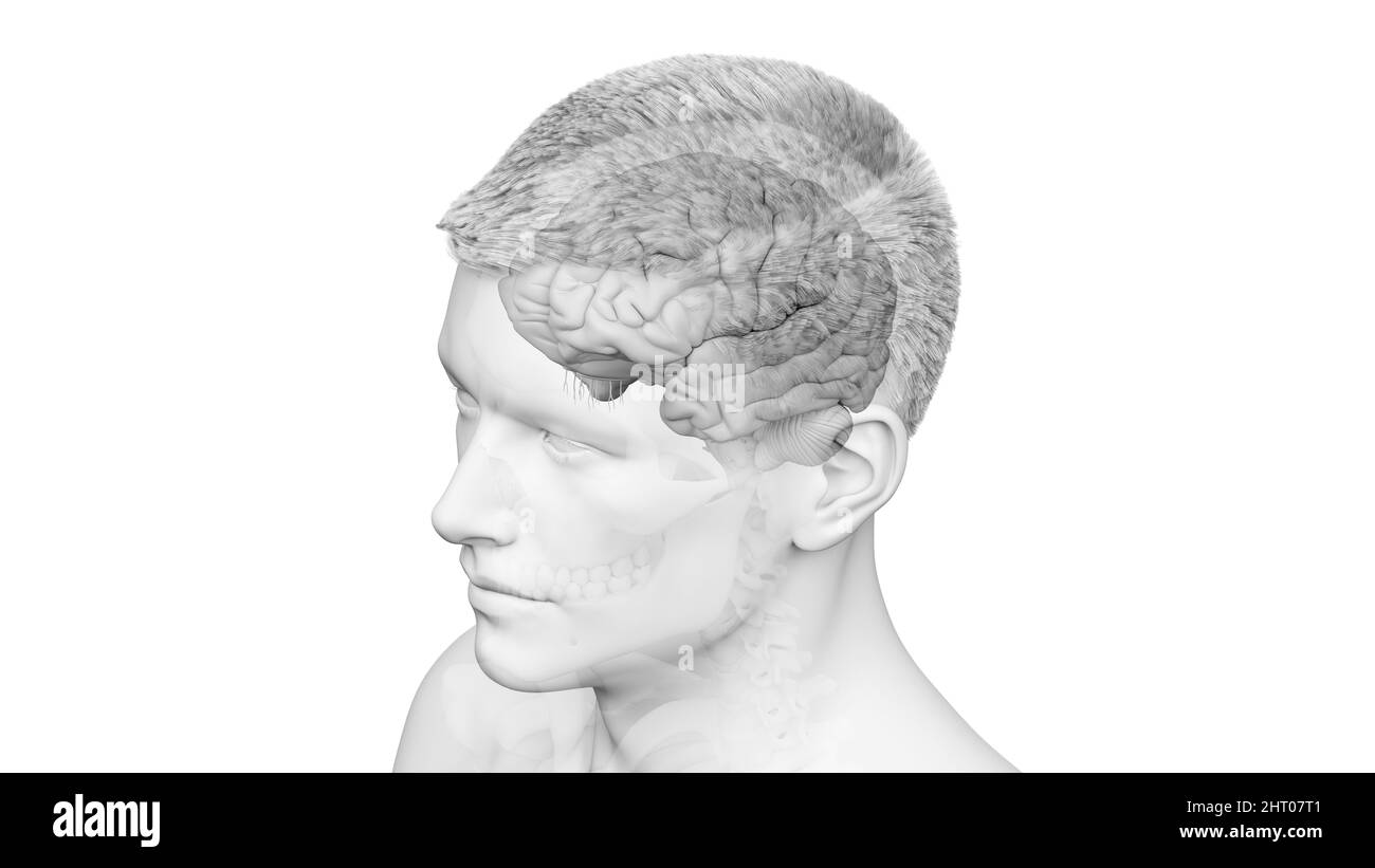 Illustration of a human brain Stock Photo - Alamy