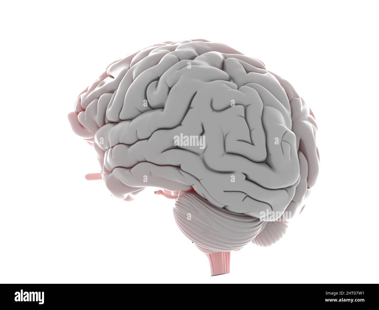 Illustration of a human brain Stock Photo - Alamy
