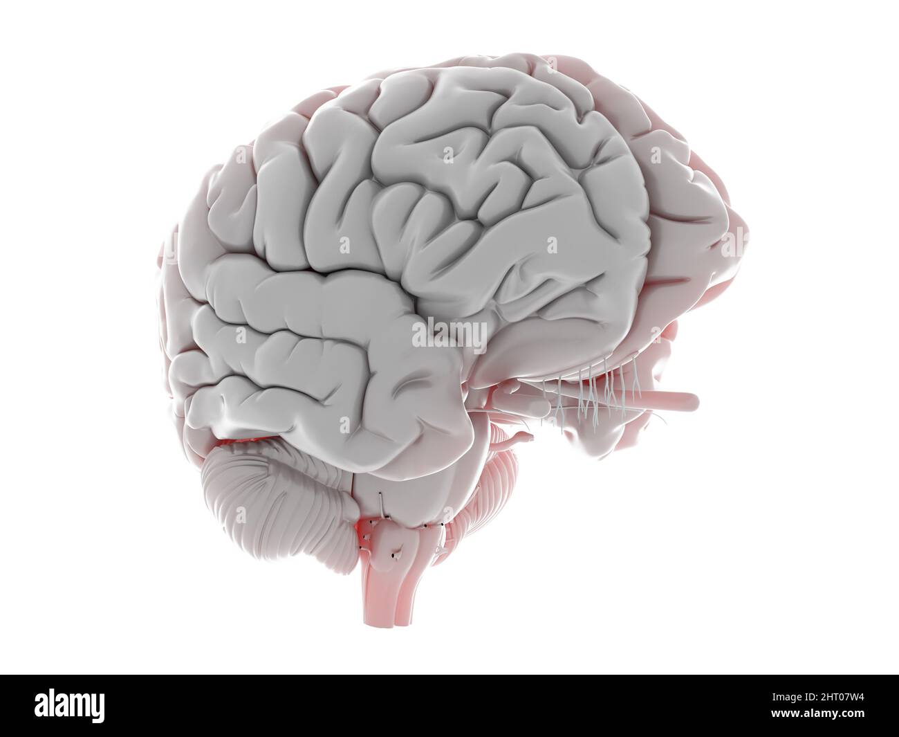 Illustration of a human brain Stock Photo - Alamy