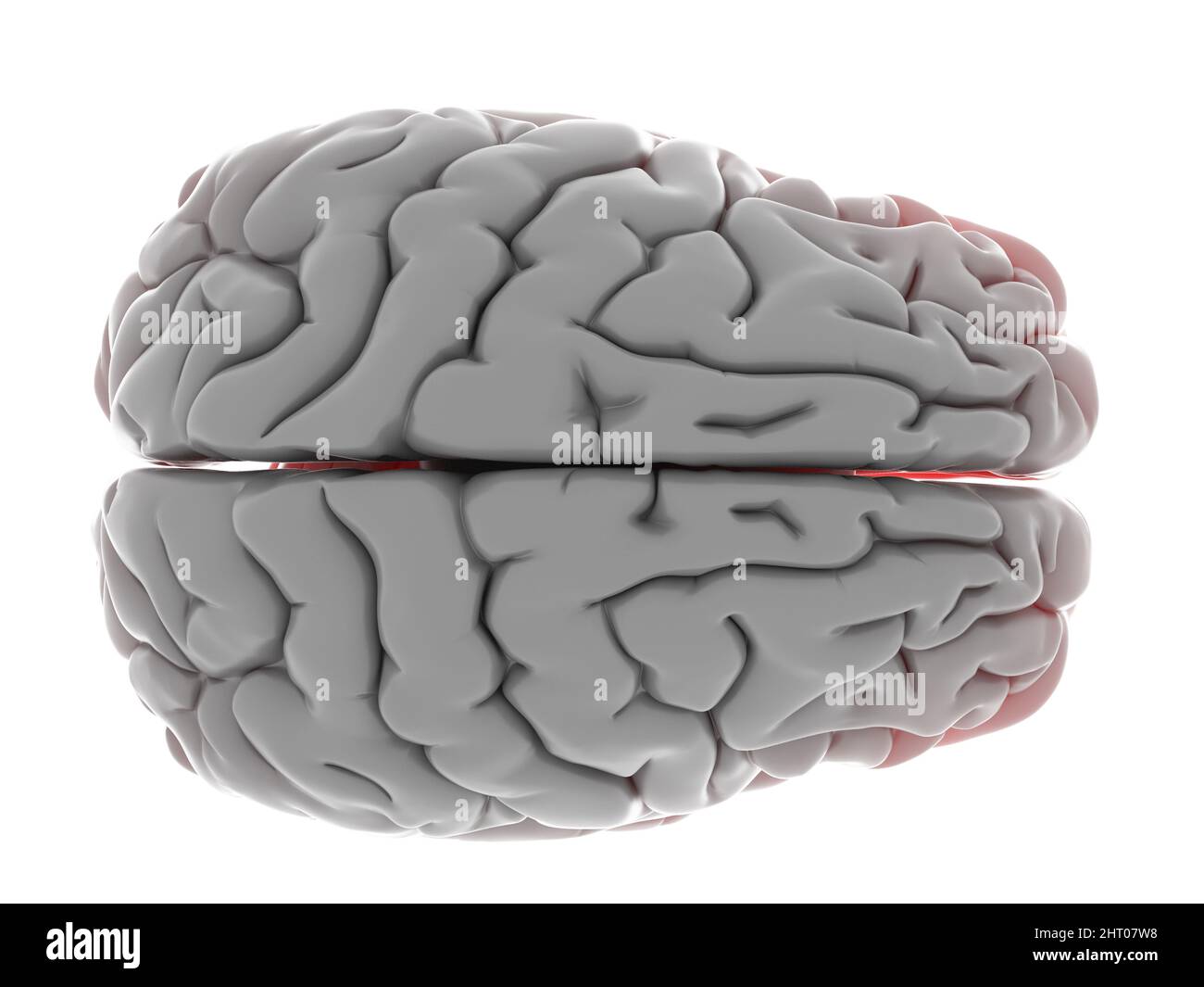 Illustration of a human brain Stock Photo - Alamy