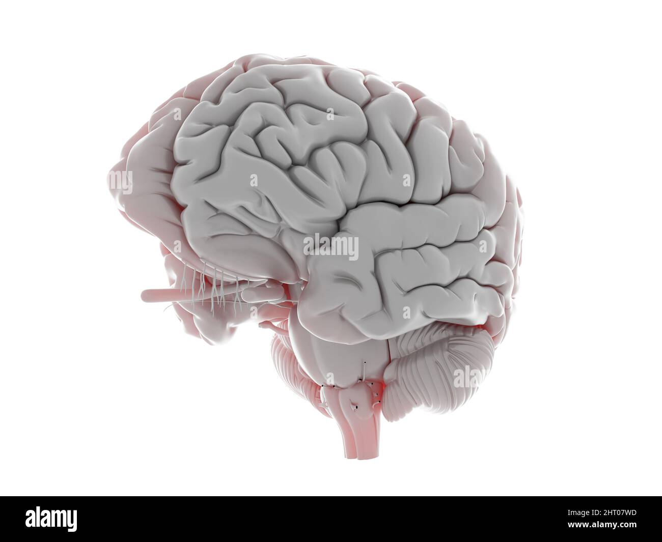 Illustration of a human brain Stock Photo - Alamy