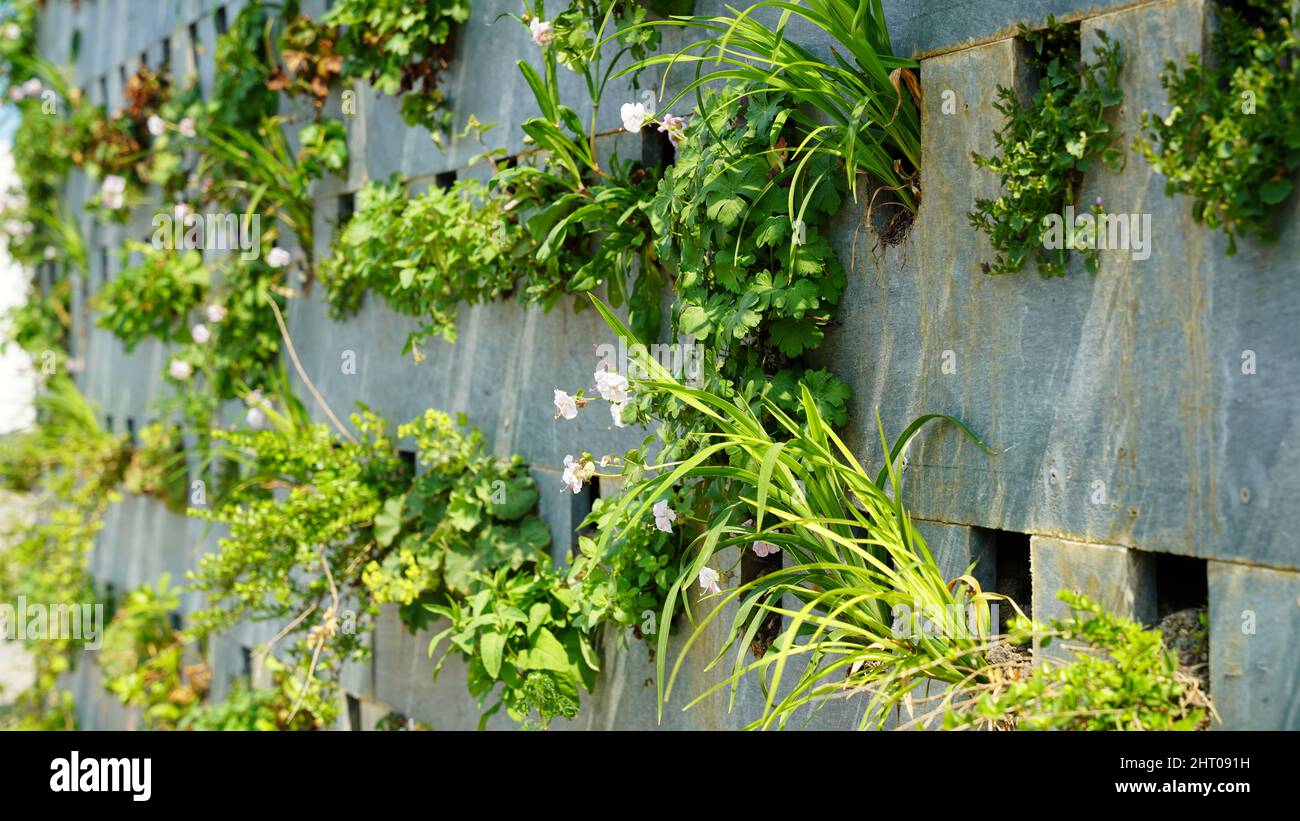 Vertical green wall garden or facade garden or plant wall with