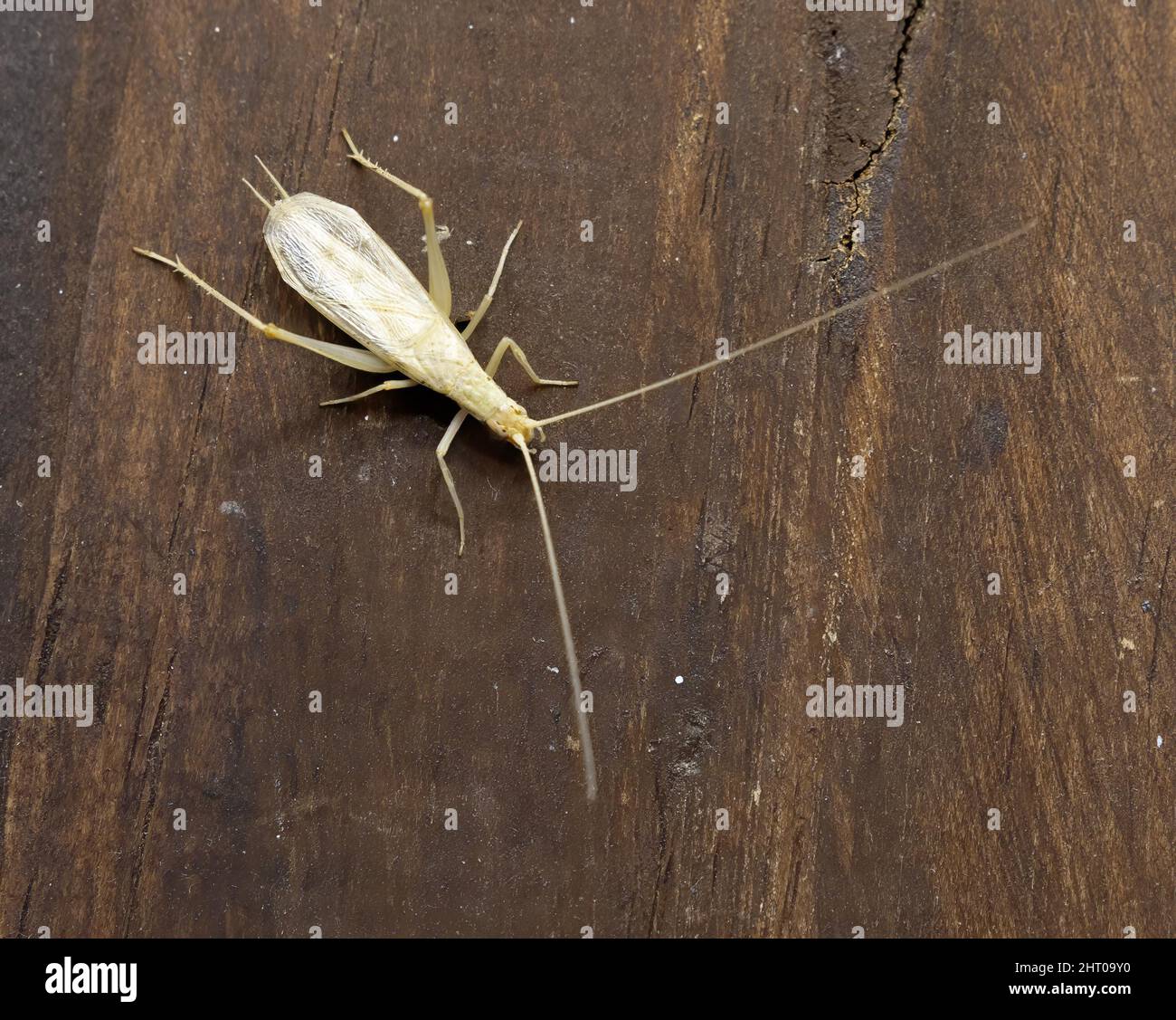 Isolated specimen, male of Oecanthus pellucens, common name is Italian tree cricket, wood background Stock Photo