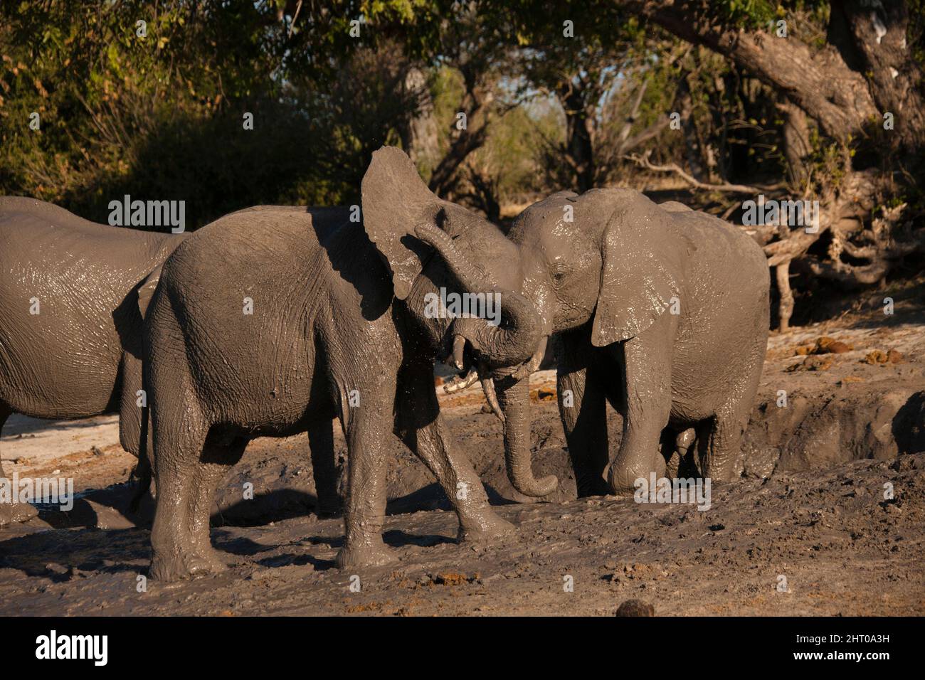 African elephants (Loxodonta africana), calves that have just had a mud bath, mock-fighting, playing. Chobe National Park, Botswana Stock Photo