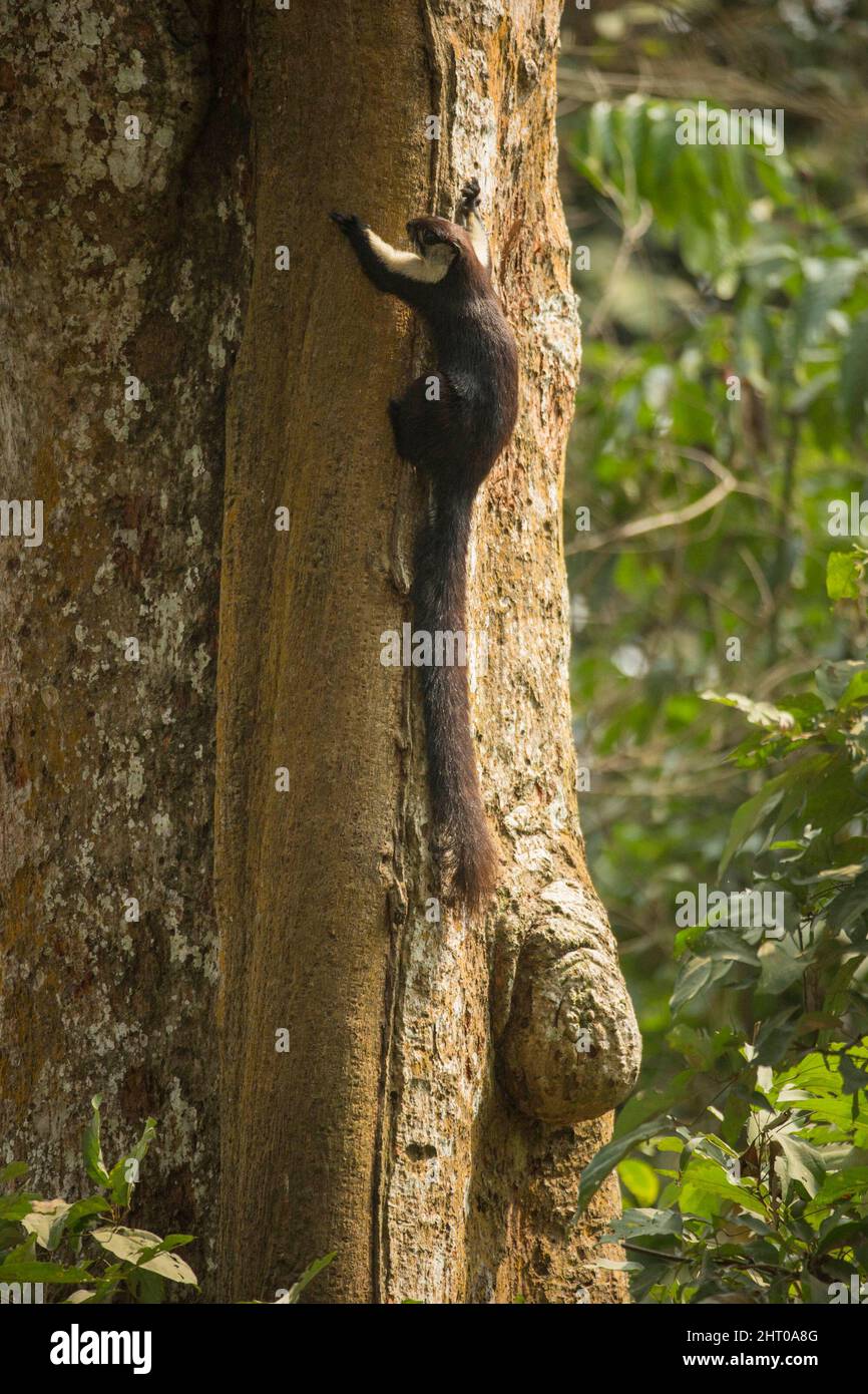 Black giant squirrel (Ratufa bicolor) climbing a tree trunk. They are about 40 cm long plus a 50 cm tail. Kaziranga National Park, Assam, India Stock Photo