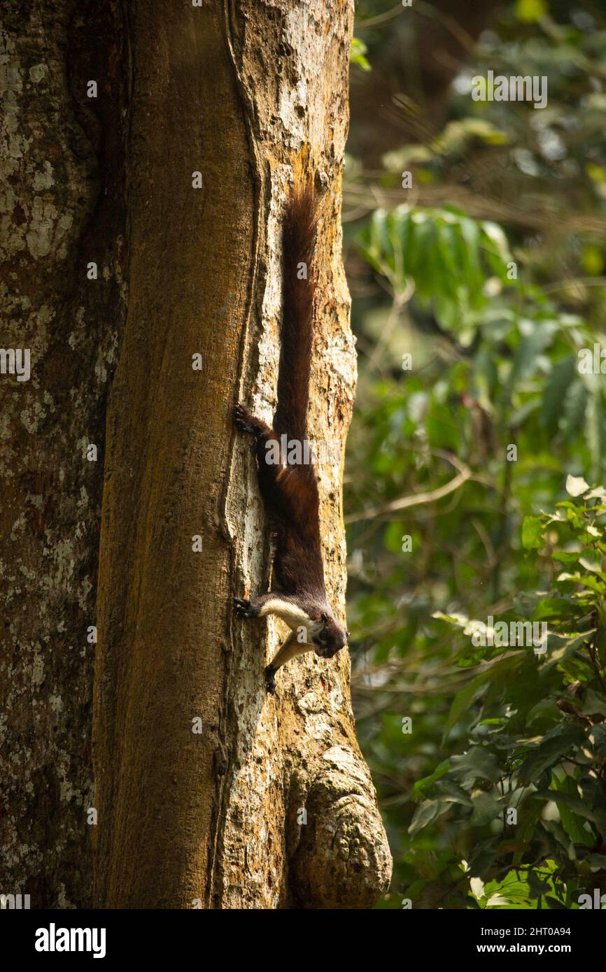 Black giant squirrel (Ratufa bicolor) descending a tree trunk. They are about 40 cm long plus a 50 cm tail. Kaziranga National Park, Assam, India Stock Photo