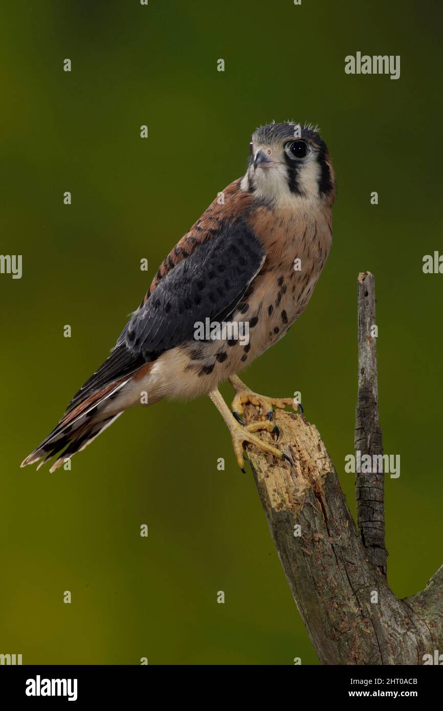 American kestrel (Falco sparverius), perched on a stump. Central Pennsylvania, USA Stock Photo