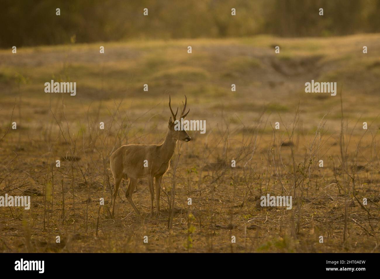Pampas deer (Ozotoceros bezoarticus) stag in grassland. Pantanal, Mato Grosso, Brazil Stock Photo