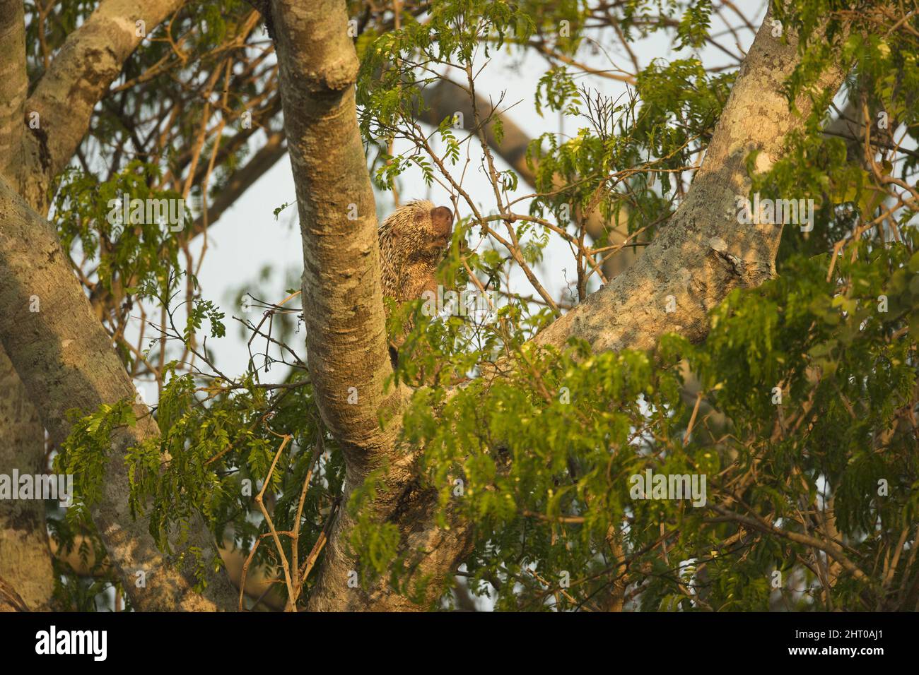Brazilian porcupine (Coendou prehensilis) climbing a tree. Mato Grosso ...