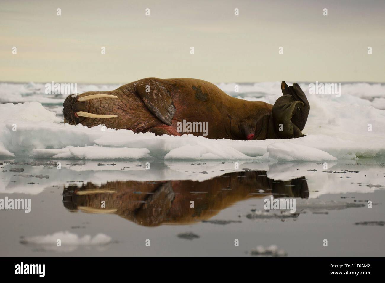 Atlantic walrus (Odobenus rosmarus rosmarus), on an ice floe. Lagoya island, Svalbard, Norway Stock Photo