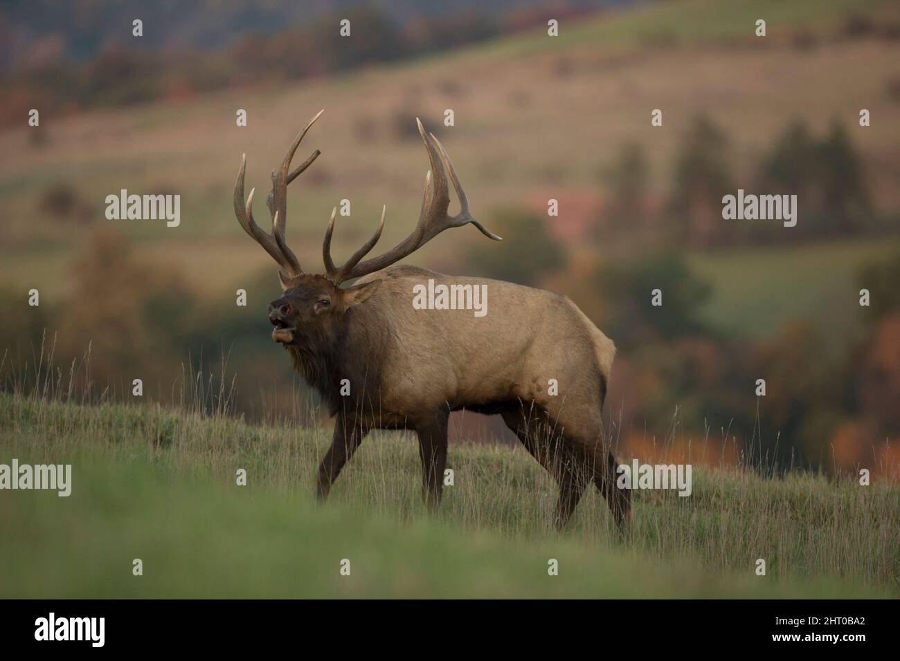 Elk (Cervus canadensis), bull, bugling.. Elk State Park, Elk County