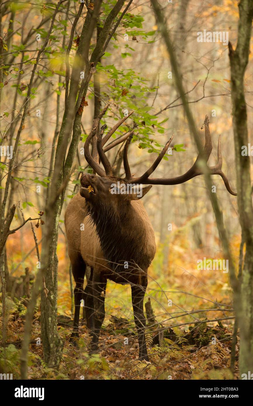 Elk (Cervus canadensis), bull in forest, bugling.. Elk State Park, Elk