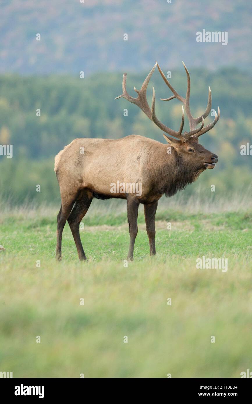 Elk (Cervus canadensis), bull, bugling.. Elk State Park, Elk County