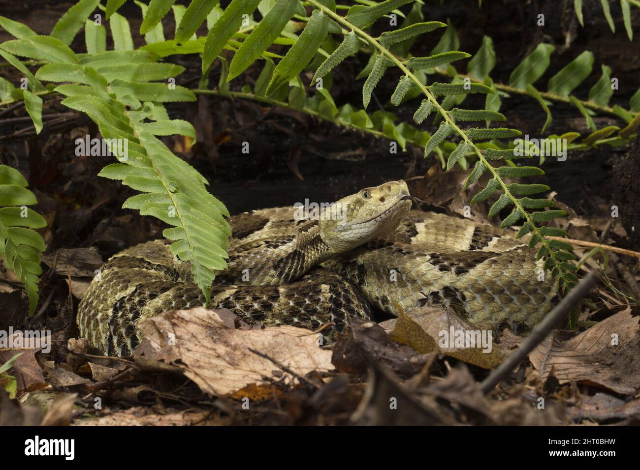 Timber rattlesnake (Crotalus horridus) yellow phase, with dark crossbands on a background of yellow, grey or brown. Origin: northeastern USA Stock Photo