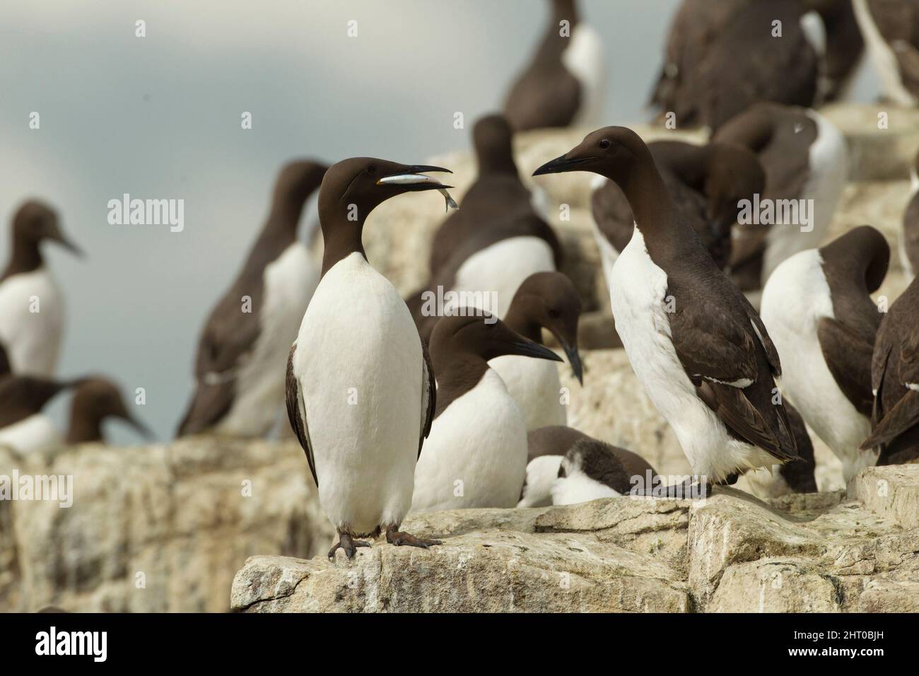 Common murres (Uria aalge), colony on a cliff. Farne Islands, Northumberland, England Stock Photo