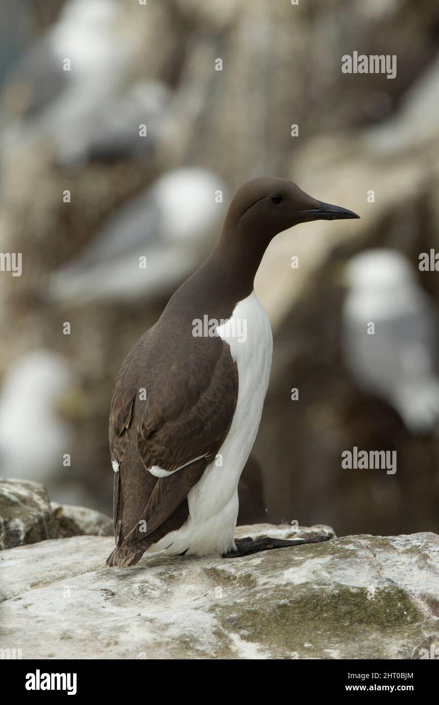 Common murre (Uria aalge), single bird at the cliff colony. Farne Islands, Northumberland, England Stock Photo