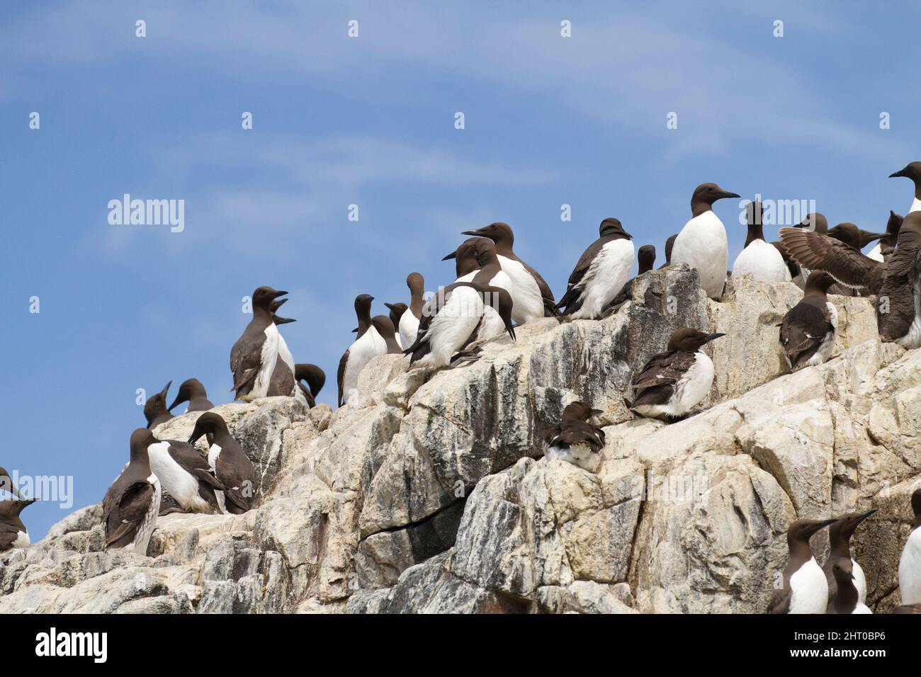 Common murres (Uria aalge), colony on cliff. Farne Islands, Northumberland, England Stock Photo
