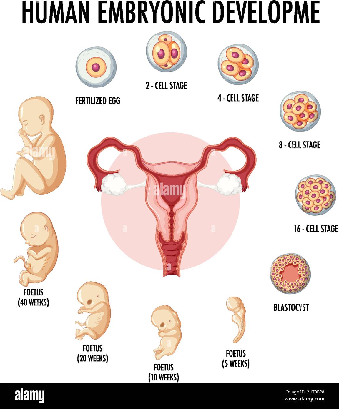 Human embryonic development in human infographic illustration Stock ...