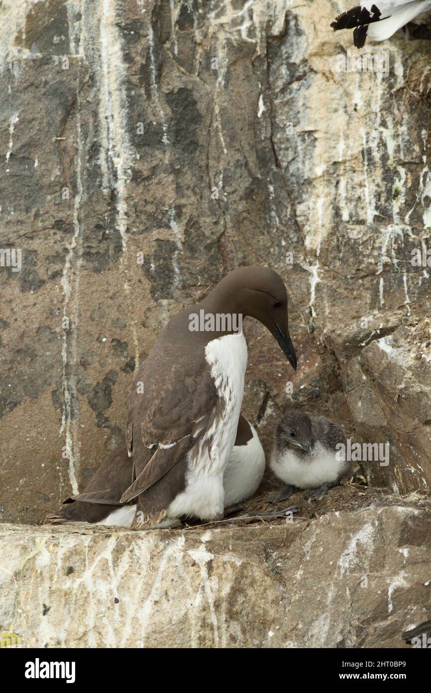 Common murres (Uria aalge), pair at their nest. Farne Islands, Northumberland, England Stock Photo