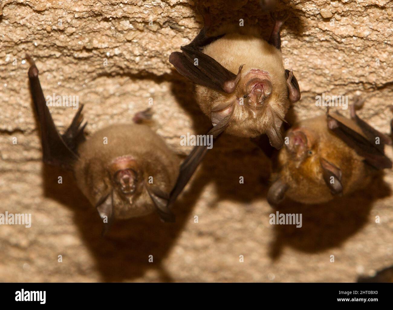 Dobson’s horseshoe bats (Rhinolophus yunanensis), group roosting in a cave. Body length between 2.5 to 14 cm.. Bandhavgarh National Park, Madhya Prade Stock Photo