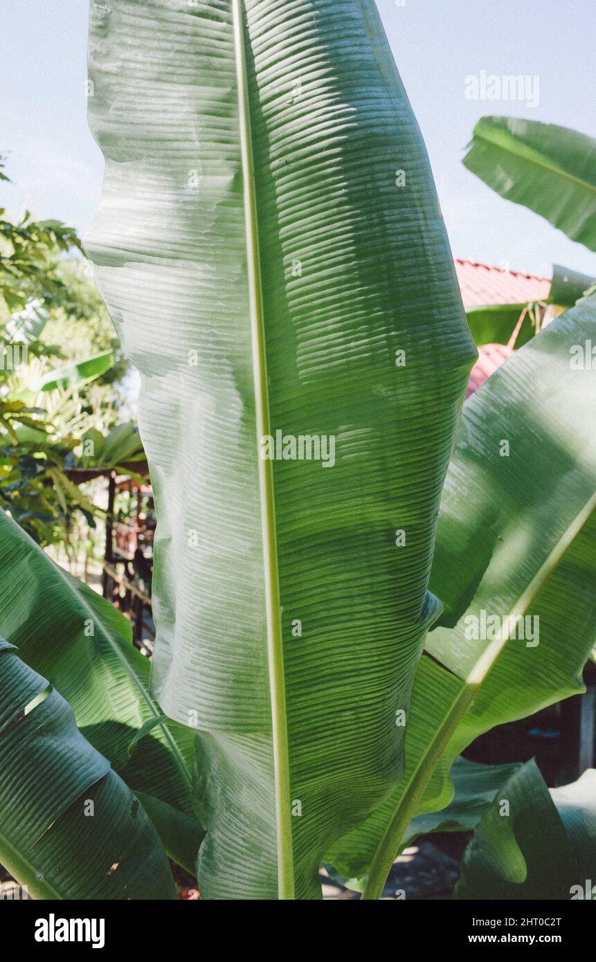 Banana leaves texture hires stock photography and images Alamy