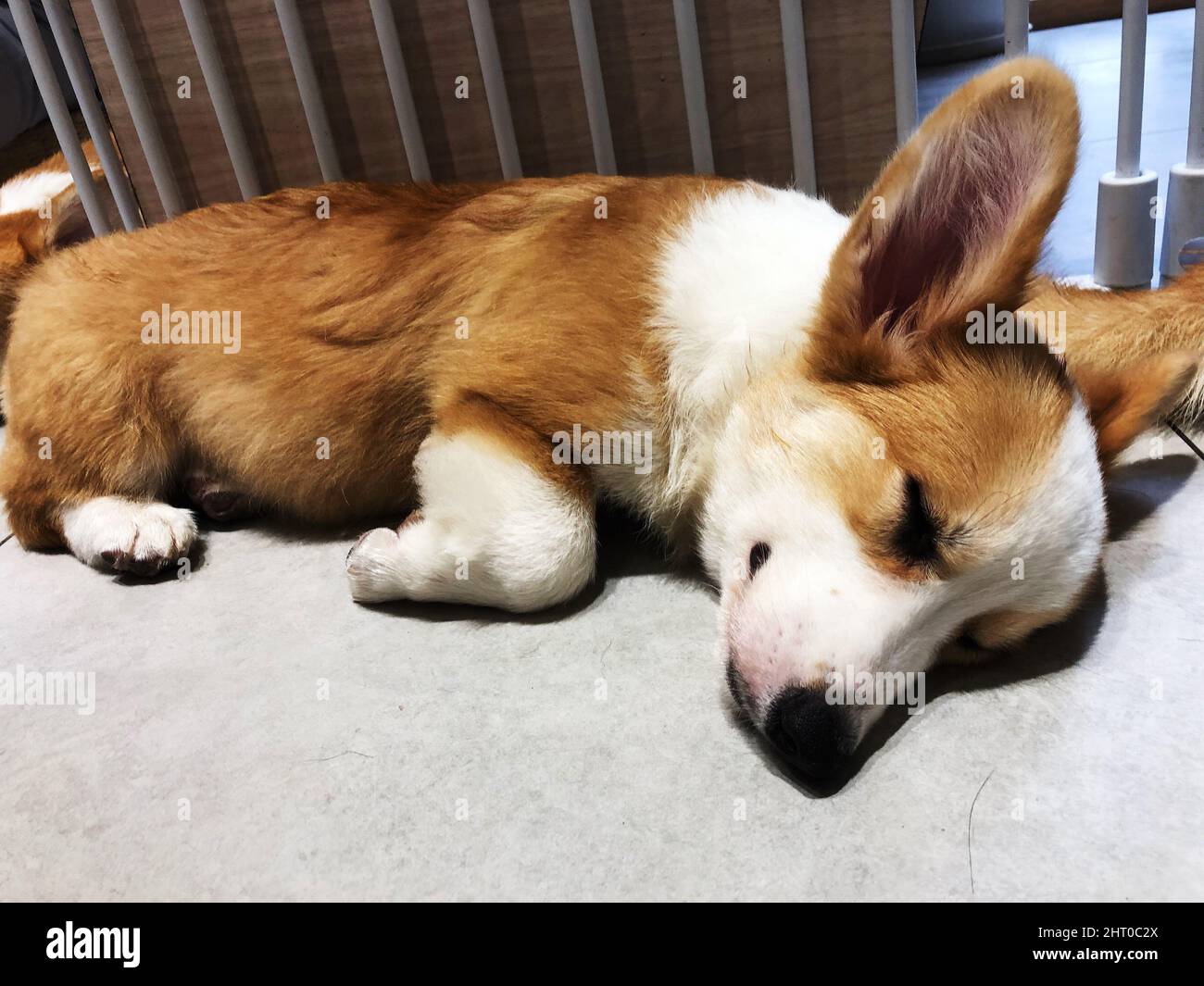 Sleeping corgi hi-res stock photography and images - Alamy