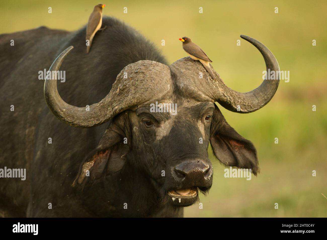 African buffalo (Syncerus caffer) with two Yellow-billed oxpeckers (Buphagus africanus) on one of the great horns and on its back. Masai Mara National Stock Photo