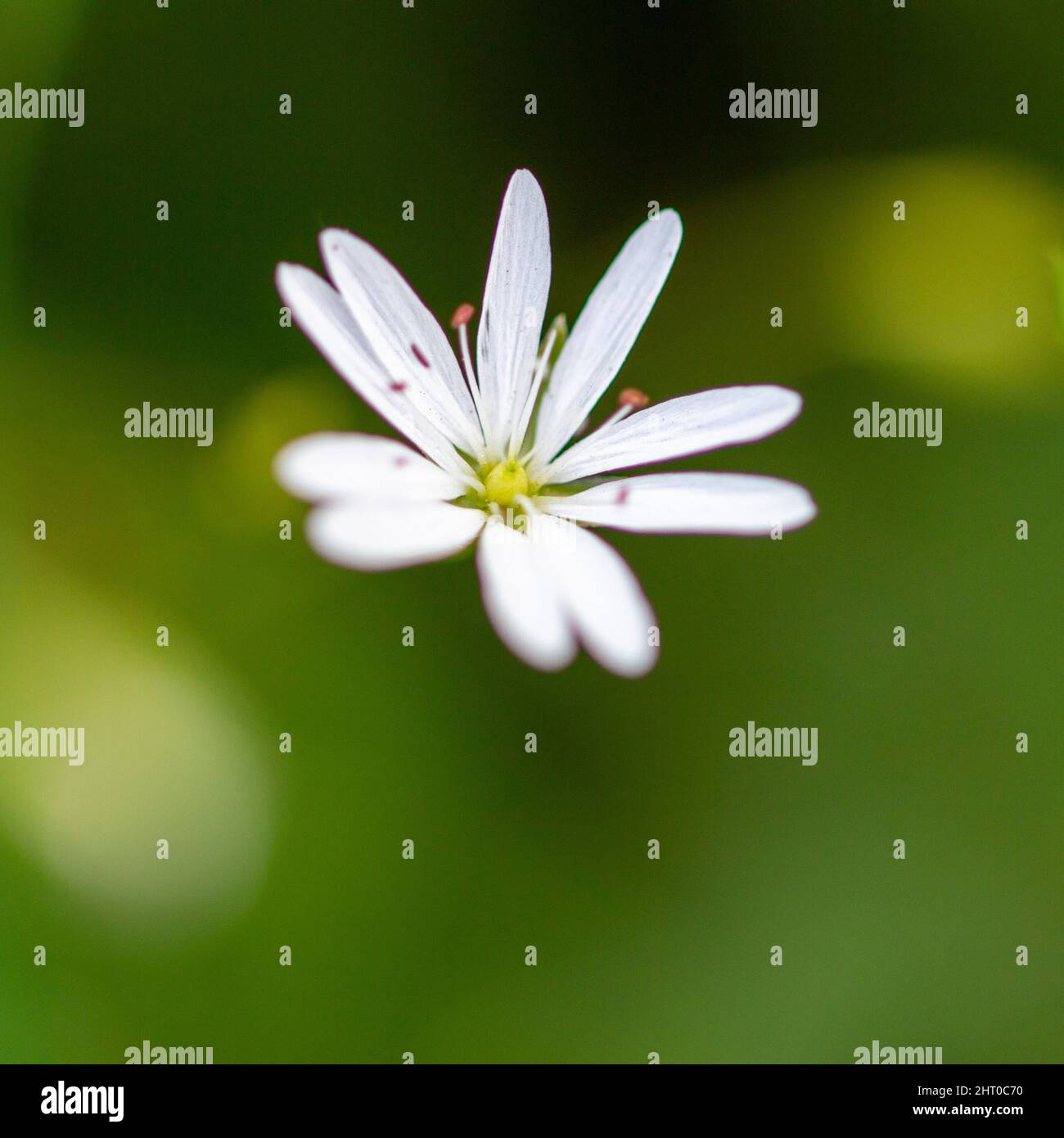 White Chickweed flower white flower macro photography Stock Photo