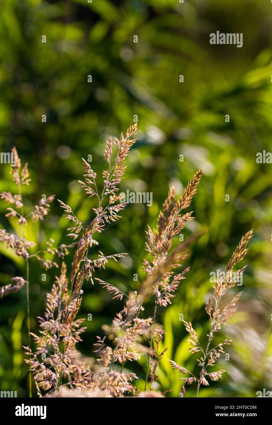 grass in the wind Stock Photo