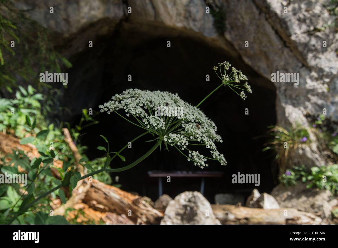 Closeup of Pimpinella saxifraga, known as burnet-saxifrage against the cave. Vaud, Switzerland. Stock Photo