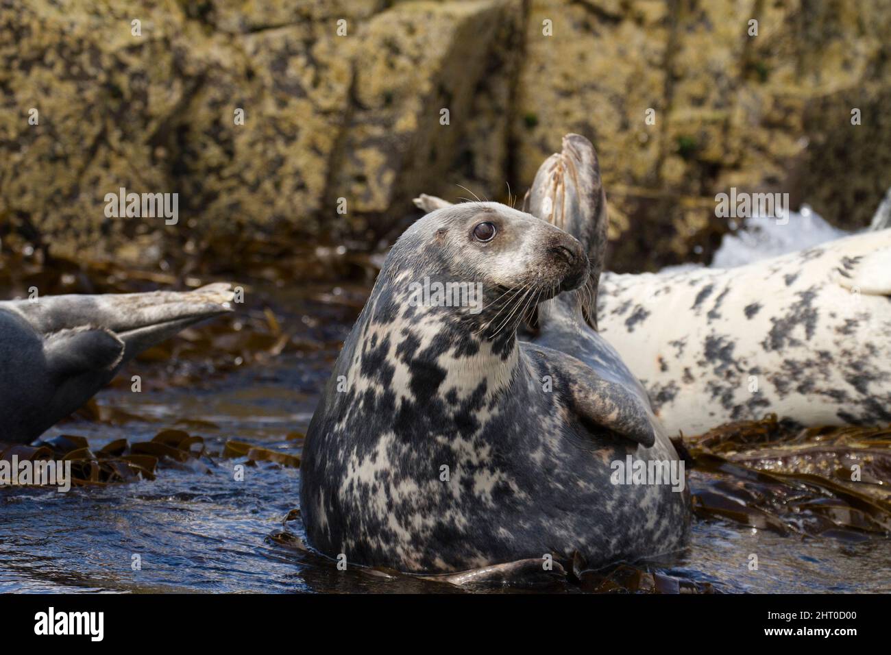 Gray Seal, Halichoerus grypus, hauled out of beach, Farne Island, Great Britian Stock Photo
