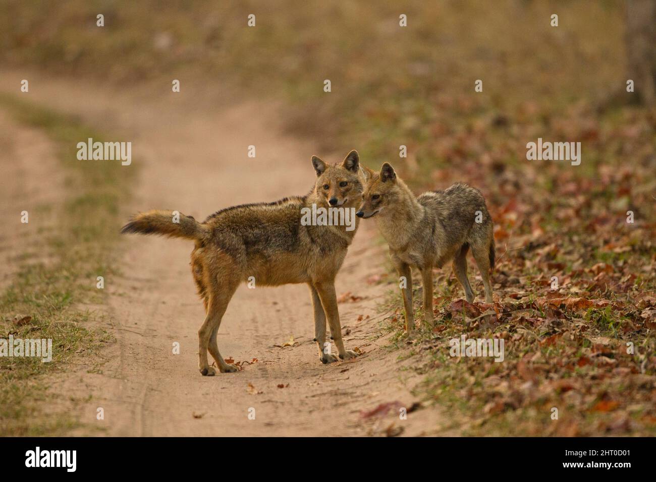 Indian jackals (Canis aureus indicus), adult and juvenile. Lives near habitations. scavenging offal and garbage, also eating rodents, reptiles and fru Stock Photo