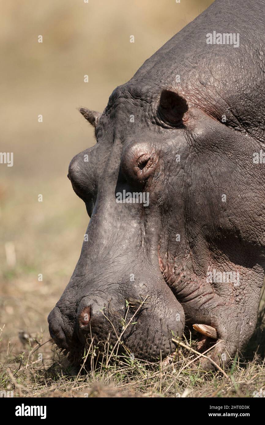 Hippopotamus (Hippopotamus amphibius), grazing, close up. Chobe National Park, Botswana Stock Photo