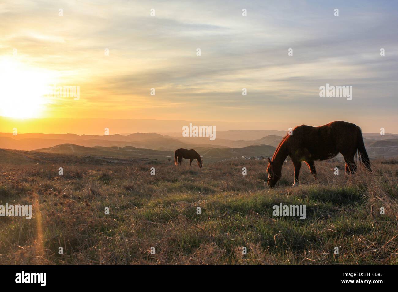 Girl caressing horse hi-res stock photography and images - Alamy