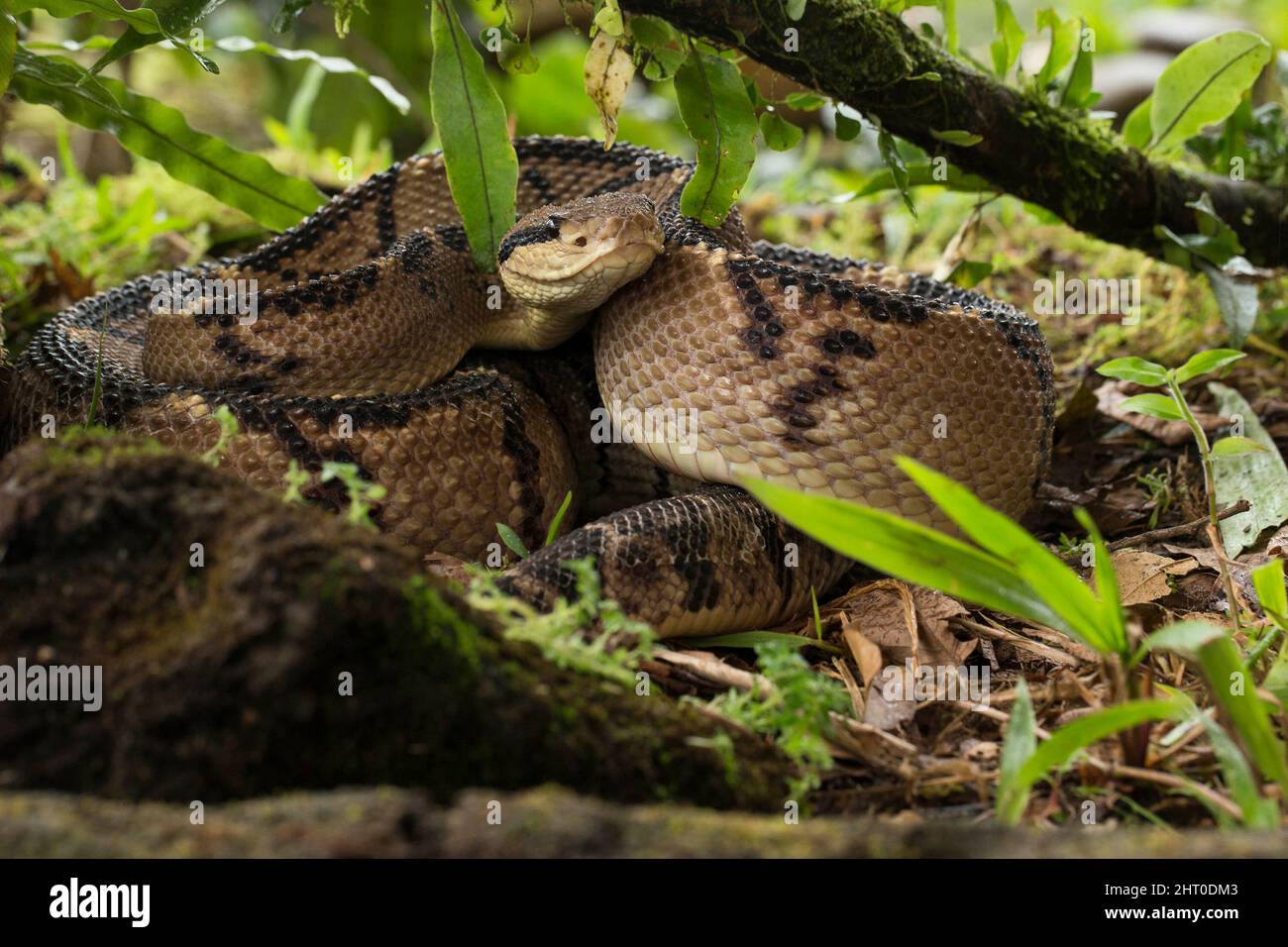 Central American bushmaster (Lachesis stenophrys) in leaf litter. A long (to 2.5 m) and dangerous snake. Arenal Volcano, Costa Rica Stock Photo