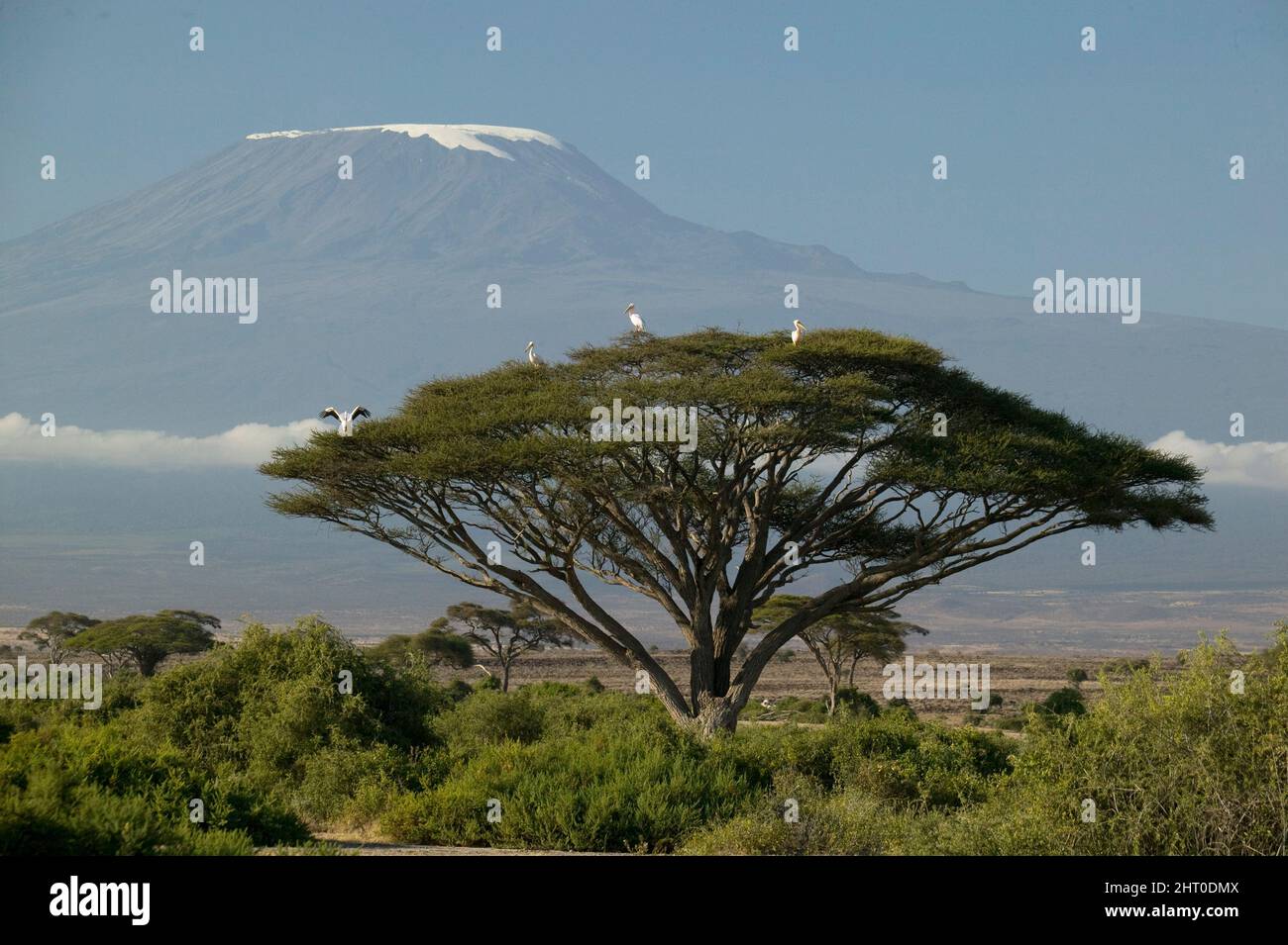 Mount Kilimanjaro and its shrinking snow cover. A dormant volcano, 8595 ...