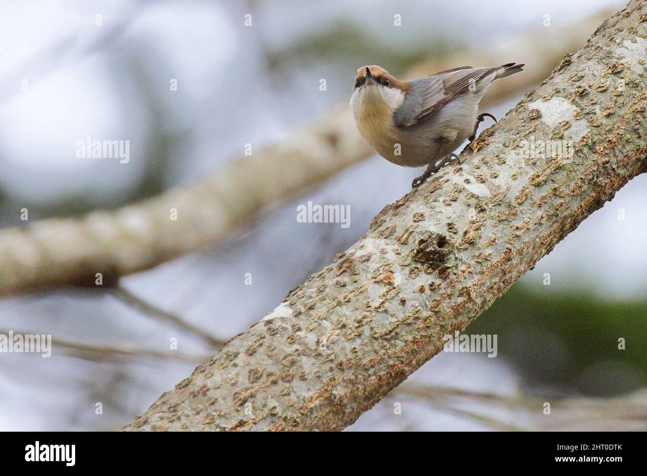 Closeup of the brown-headed nuthatch. Sitta pusilla. Stock Photo