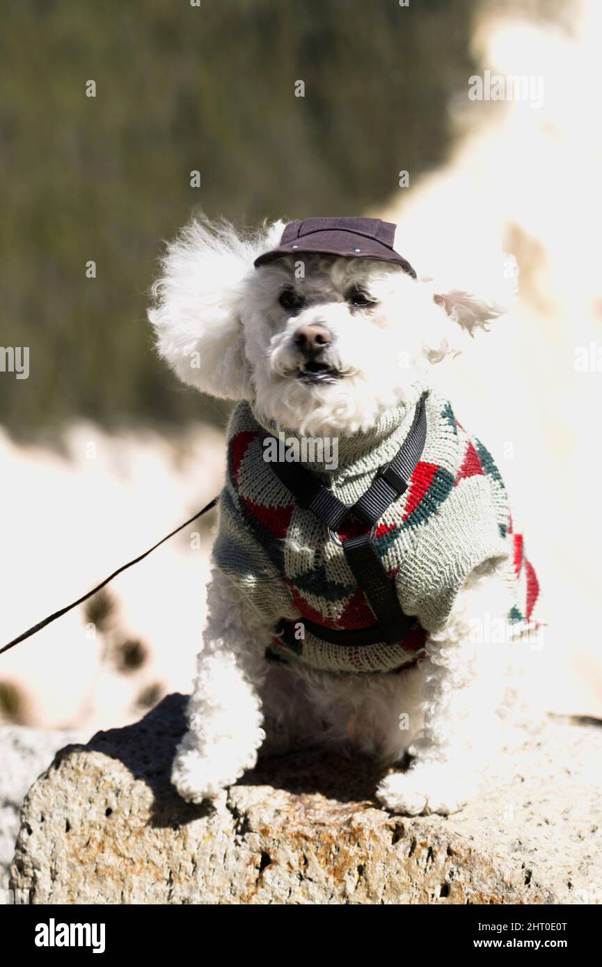 Domestic dog (Canis familiaris), a lapdog dressed up. McClure