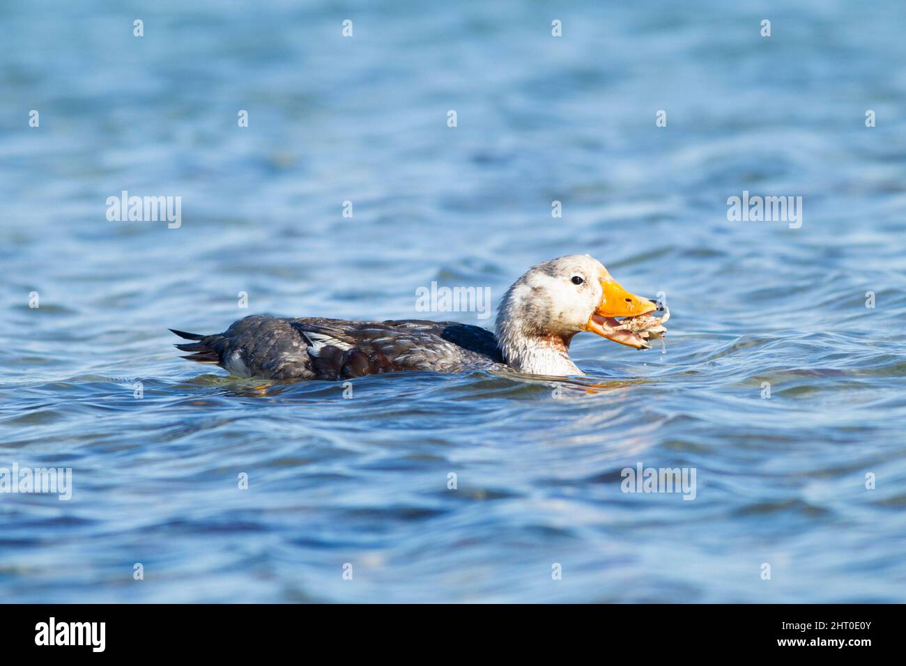Fuegian steamer duck (Tachyeres pteneres) male on water, eating a crab