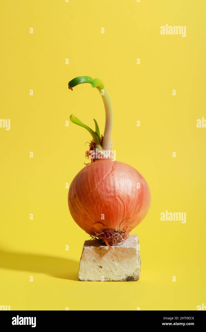 Creative onion concept photo on yellow background Stock Photo