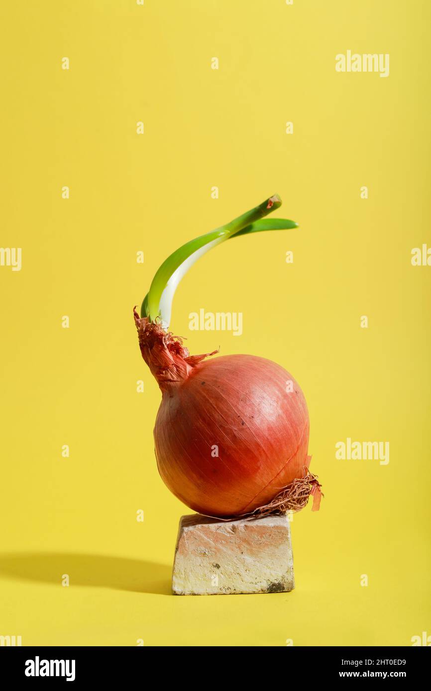 Creative food diet concept photo of onion on yellow background Stock Photo